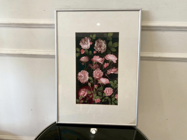 粉红玫瑰的图片