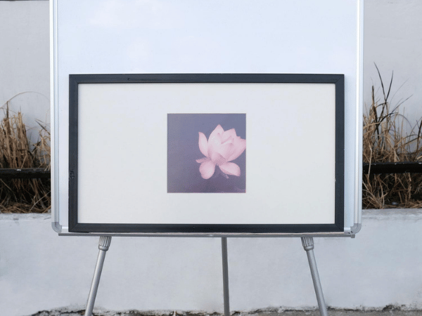 Picture of a blooming pink lotus in a black wooden frame