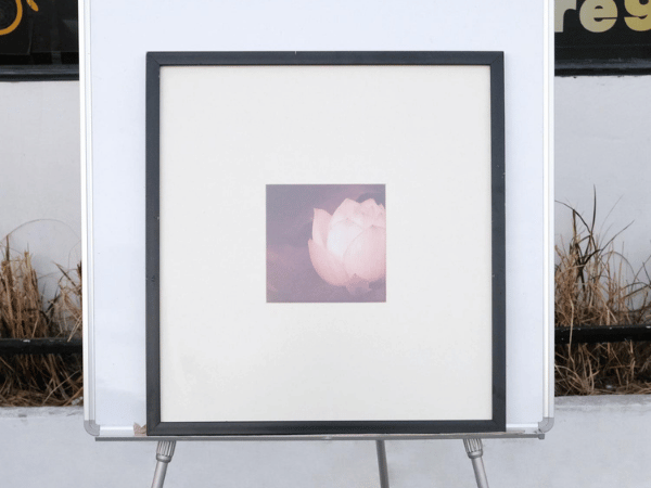 粉红莲花图片，黑色木框